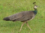 Peahen.JPG (185 KB)